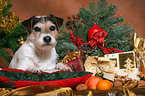 Parson Russell Terrier at christmas