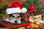 Parson Russell Terrier at christmas