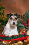 Parson Russell Terrier at christmas