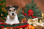 Parson Russell Terrier at christmas