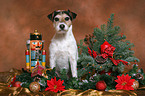 Parson Russell Terrier at christmas