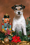 Parson Russell Terrier at christmas