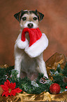 Parson Russell Terrier at christmas