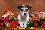 Parson Russell Terrier at christmas