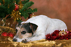 Parson Russell Terrier at christmas