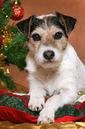 Parson Russell Terrier at christmas