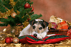 Parson Russell Terrier at christmas