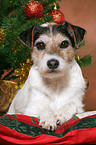 Parson Russell Terrier at christmas