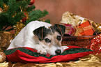 Parson Russell Terrier at christmas