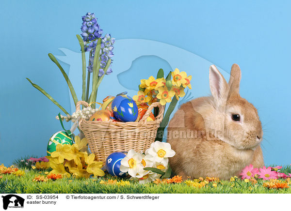 easter bunny / SS-03954
