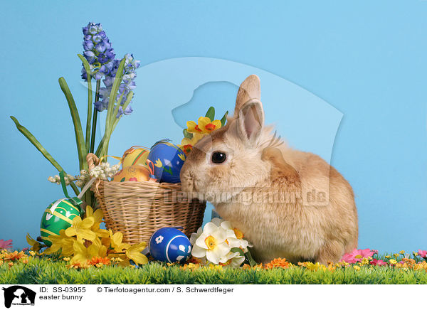 easter bunny / SS-03955