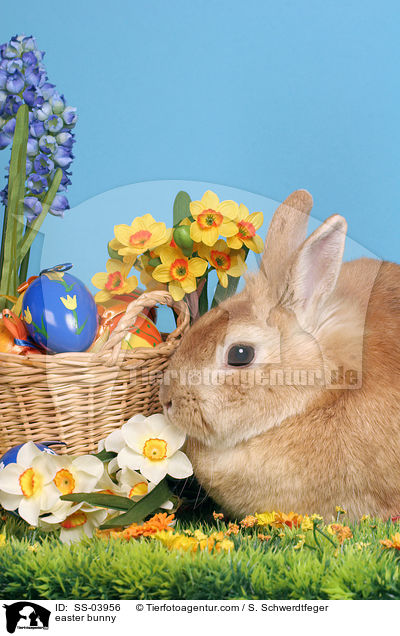 Osterhase / easter bunny / SS-03956