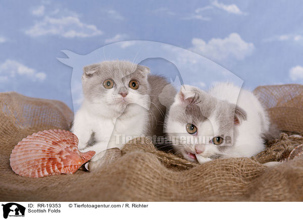 Schottische Faltohrkatzen / Scottish Folds / RR-19353