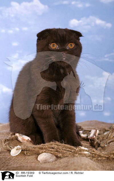 Schottische Faltohrkatze / Scottish Fold / RR-19369