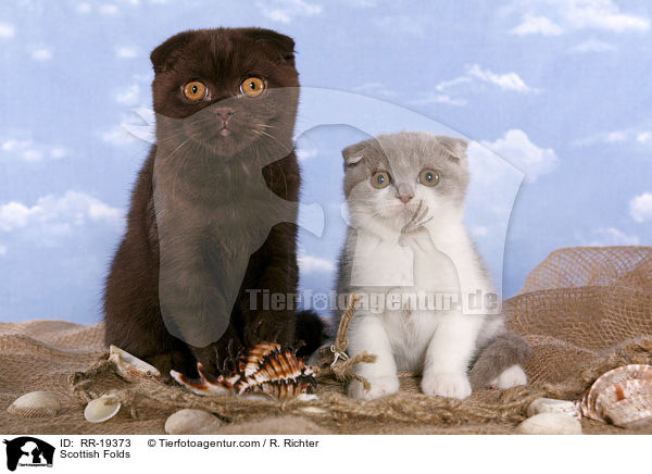 Schottische Faltohrkatzen / Scottish Folds / RR-19373