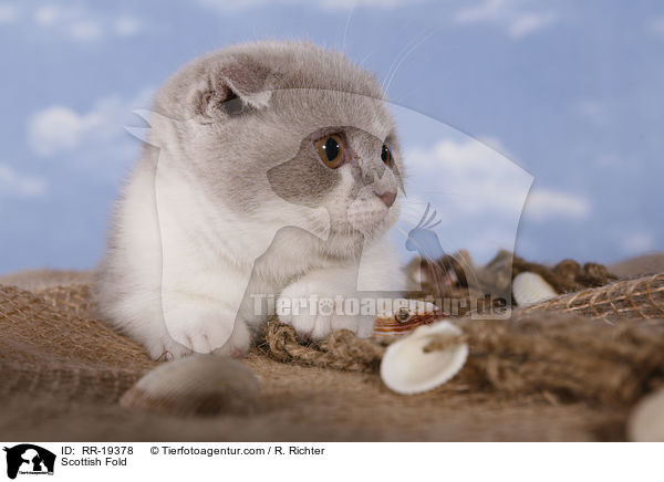 Schottische Faltohrkatze / Scottish Fold / RR-19378