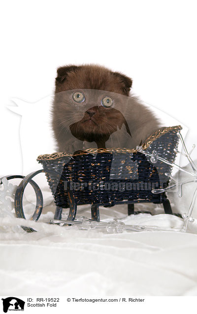 Schottische Faltohrkatze / Scottish Fold / RR-19522