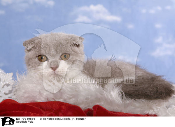 Schottische Faltohrkatze / Scottish Fold / RR-19566