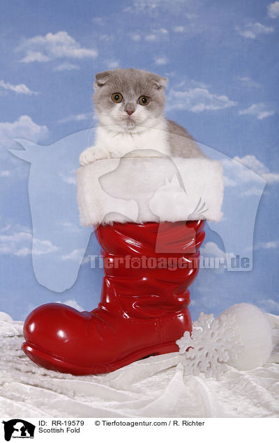 Schottische Faltohrkatze / Scottish Fold / RR-19579