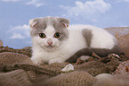 Scottish Fold