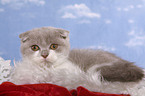 Scottish Fold