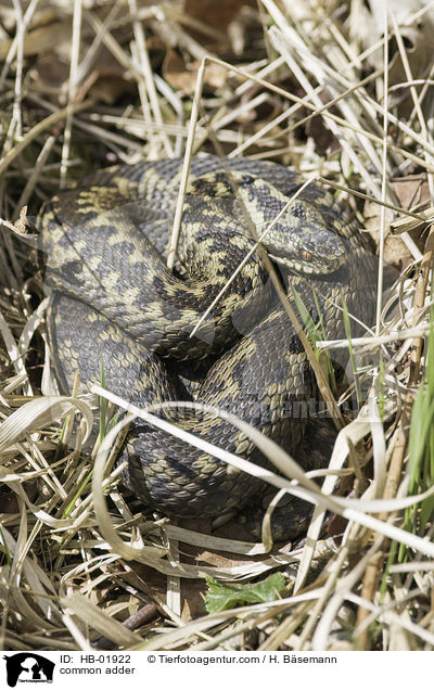 Kreuzotter / common adder / HB-01922
