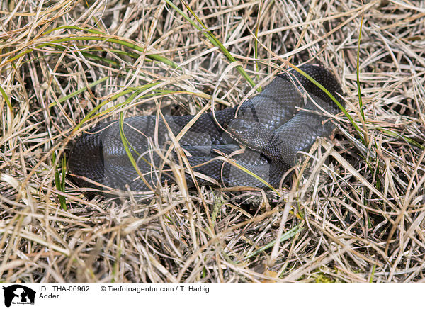 Adder / THA-06962