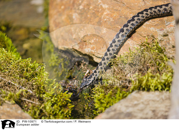 Kreuzotter / European adder / PW-10971