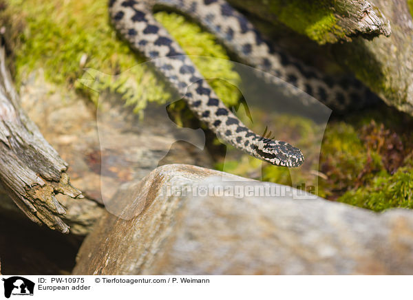 European adder / PW-10975