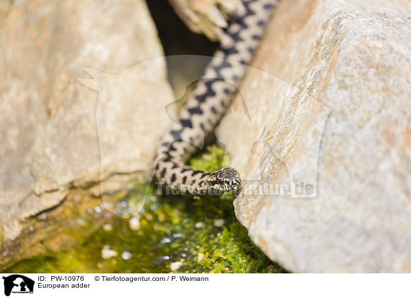 European adder / PW-10976