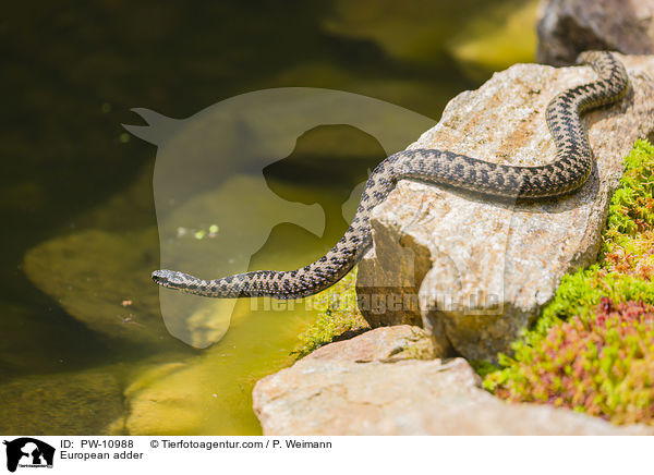 European adder / PW-10988