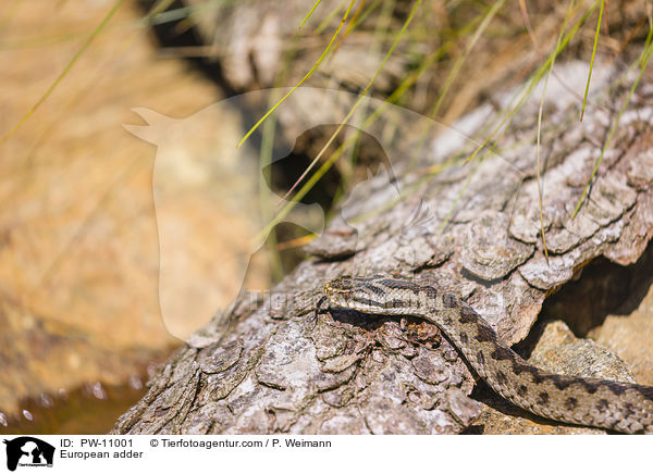 European adder / PW-11001