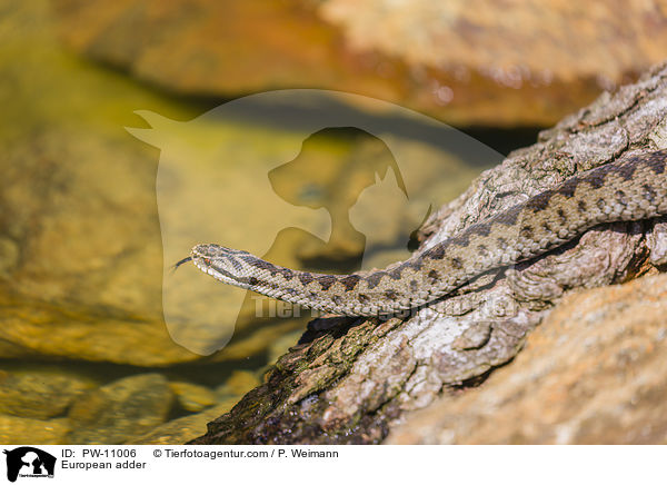 European adder / PW-11006