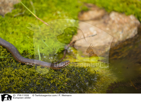 European adder / PW-11008