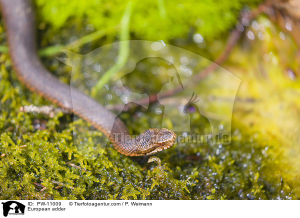 European adder / PW-11009