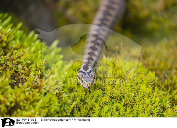 Kreuzotter / European adder / PW-11031