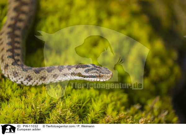 European adder / PW-11032