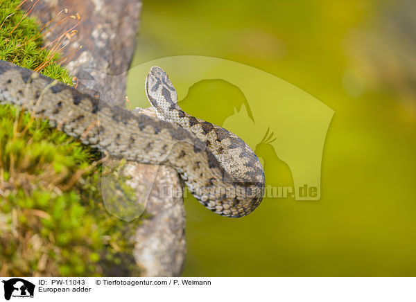 European adder / PW-11043