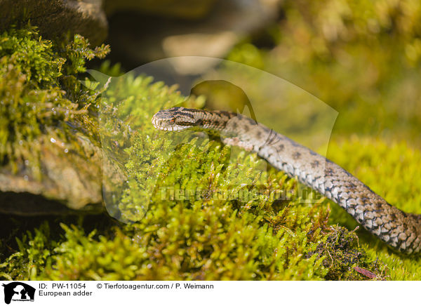 Kreuzotter / European adder / PW-11054