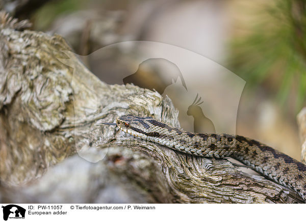 European adder / PW-11057