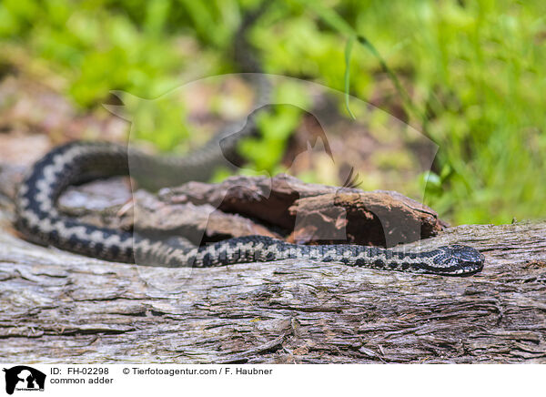 common adder / FH-02298