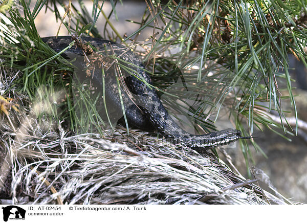 Kreuzotter / common adder / AT-02454