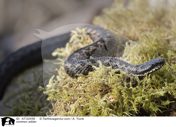 Kreuzotter / common adder / AT-02456