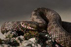 adder