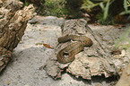 European adder