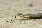 Adder