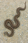 Adder