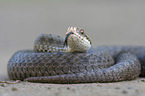 Adder