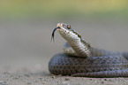 Adder