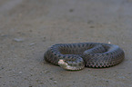 Adder